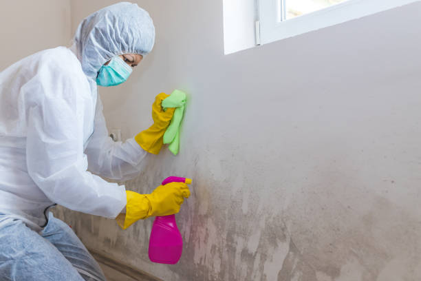 Best Mold Odor Removal Services in Hebron, PA